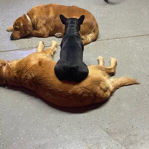 Meet your Posher, Chance